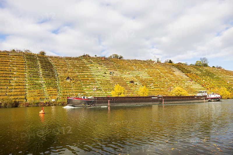 Barge MINVERVA travelling on the Neckar. Vineyards in autumn. Stuttgart, Baden-Württemberg, Germany, Europe