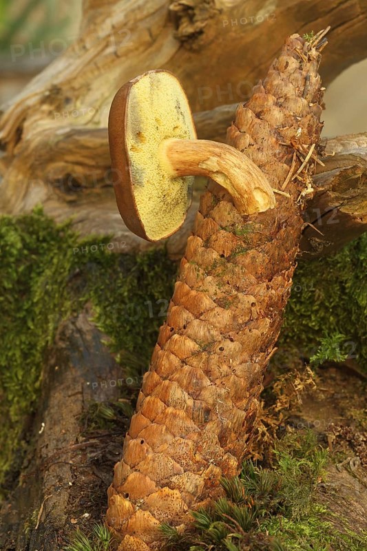 Chestnut boletus (Imleria badia) grows from spruce cones (Picea) Allgäu, Bavaria, Germany, Allgäu/Bavaria, Germany, Europe