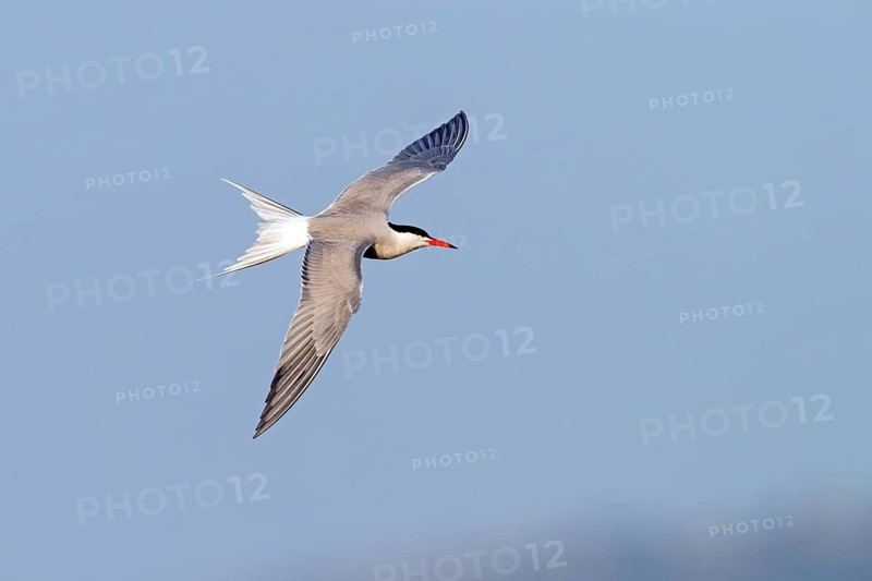 Common Tern, Common Tern, Common Tern, (Sterna hirundo), family of terns, biotope, foraging, flight recording, Lesbos, Lesbos Island, Greece, Europe