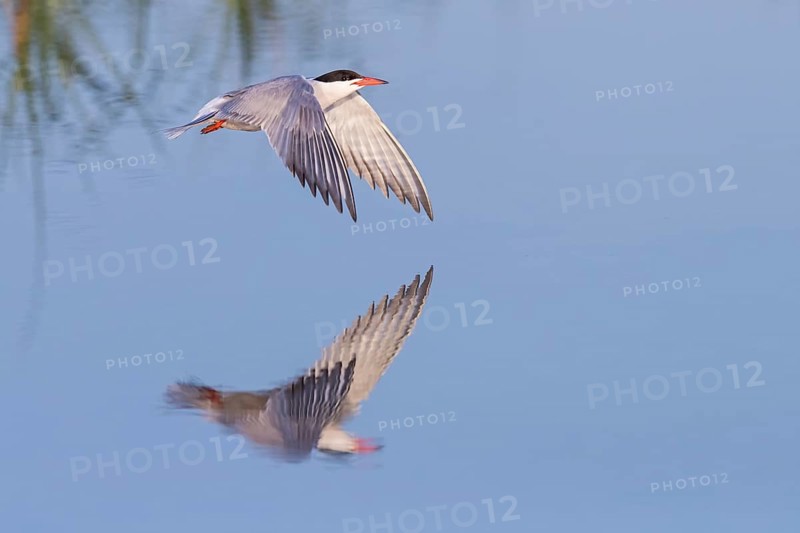 Common Tern, Common Tern, Common Tern, (Sterna hirundo), family of terns, biotope, foraging, flight recording, Lesbos, Lesbos Island, Greece, Europe