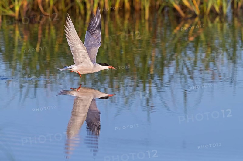 Common Tern, Common Tern, Common Tern, (Sterna hirundo), family of terns, biotope, foraging, flight recording, Lesbos, Lesbos Island, Greece, Europe