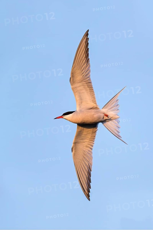 Common Tern, Common Tern, Common Tern, (Sterna hirundo), family of terns, biotope, foraging, flight recording, Lesbos, Lesbos Island, Greece, Europe