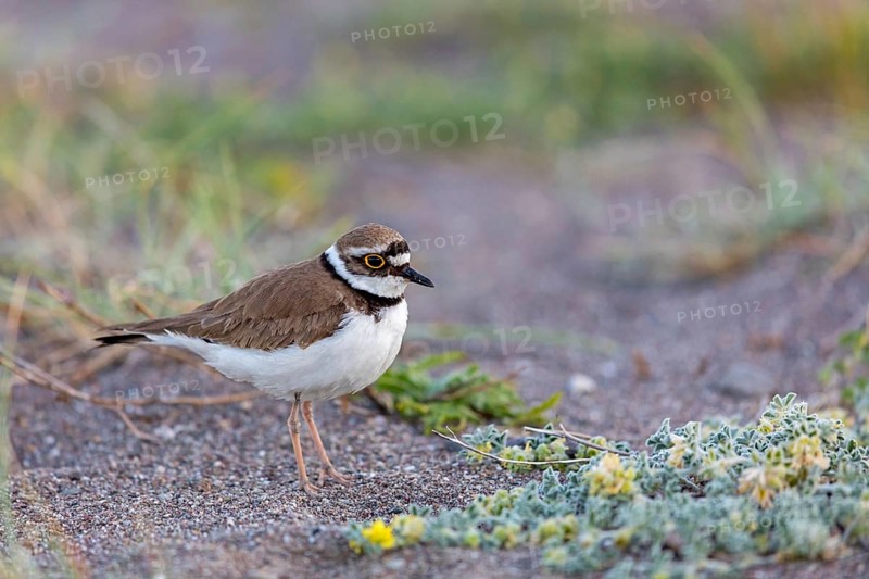 Little Ringed Plover, Little Ringed Plover, (Charadrius dubius), plover family, biotope, foraging, Lesbos, Lesbos Island, Greece, Europe