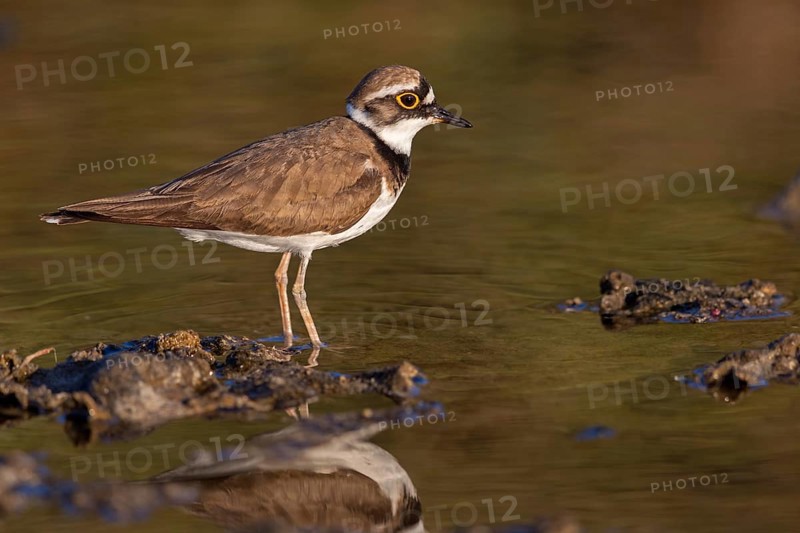 Little Ringed Plover, Little Ringed Plover, (Charadrius dubius), plover family, biotope, foraging, Lesbos, Lesbos Island, Greece, Europe