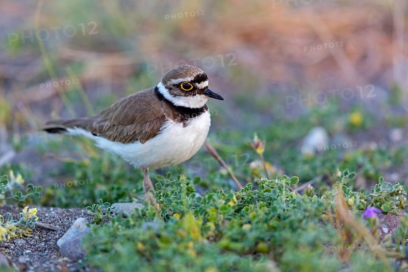 Little Ringed Plover, Little Ringed Plover, (Charadrius dubius), plover family, biotope, foraging, Lesbos, Lesbos Island, Greece, Europe