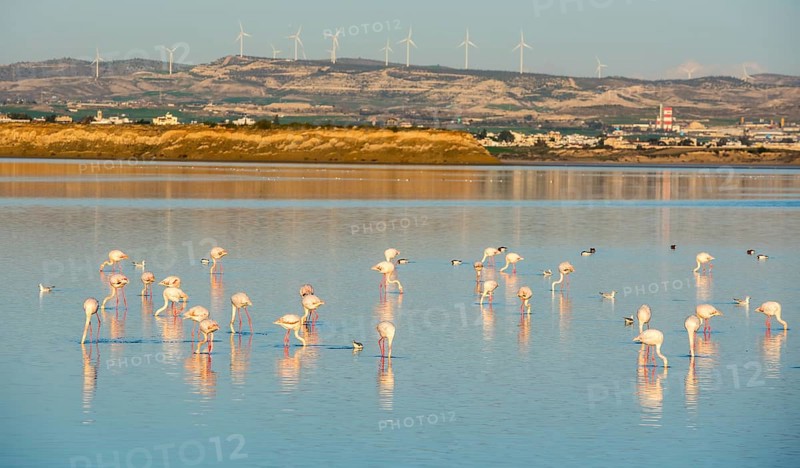 Group of beautiful flamingo birds at sunset with reflections, walking at the Salt lake of Larnaca in Cyprus