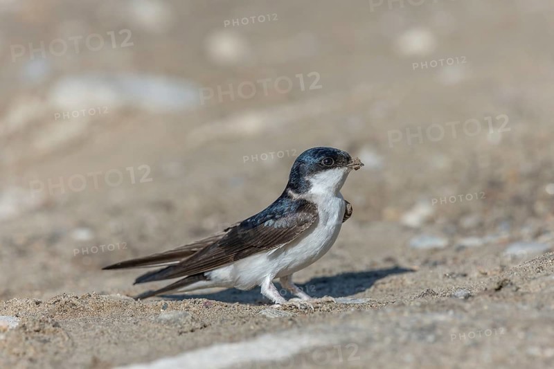 House martin (Delichon urbicum) on the ground to recover mud with which it builds its nest. Alsace, France, Europe