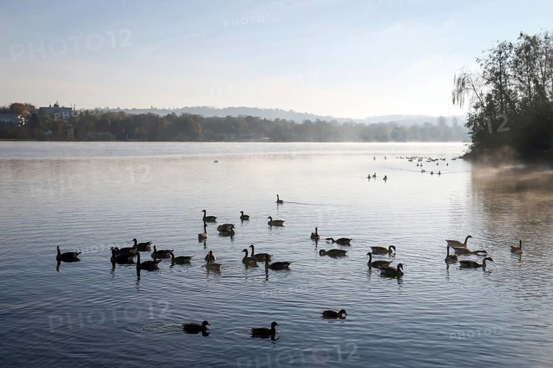 Essen, North Rhine-Westphalia, Germany, autumn on Lake Baldeney. Geese and ducks swim in the morning mist on the lake, Europe