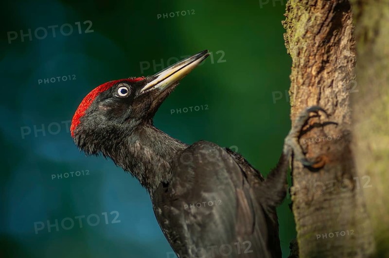 Black Woodpecker (Dryocopus martius) bringing ant larvae to feed her chicks in the nest. Alsace, France, Europe