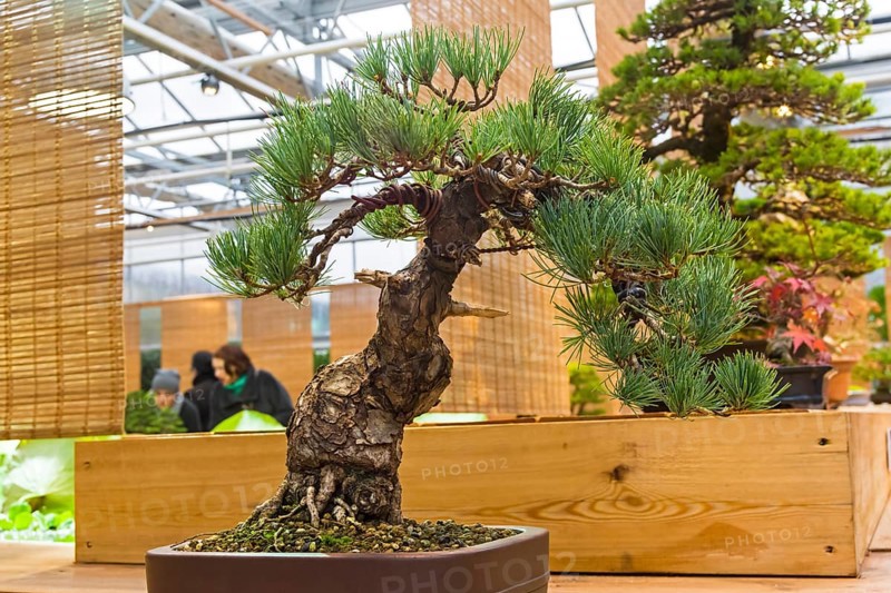 Bonsai, Japanese white pine (Pinus parviflora) . Age, about 50 years. Exhibition of Bonsai in Aptekarsky Ogorod (a branch of the Botanical Garden of Moscow State University), Moscow, Russia, November 2017, Europe