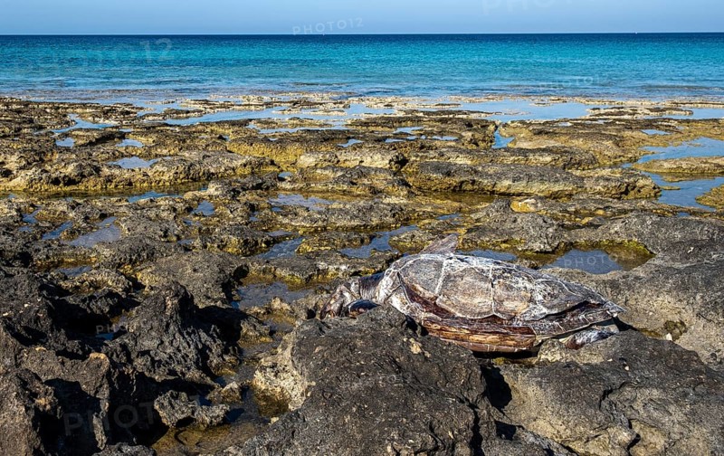 A dead decay turtle Caretta careta on a rocky beach. Protaras Cyprus