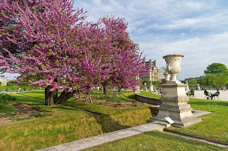 PARIS, FRANCE, MAY 8, 2016: Blossoming Cercis Siliquastrum (Judas tree) . Tuileries Garden. Paris. France