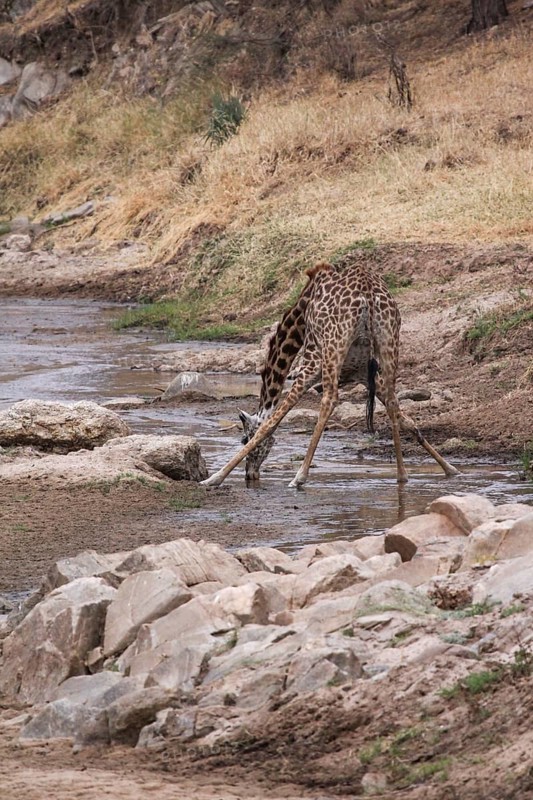 Giraffe bends its feet while drinking in a dry river