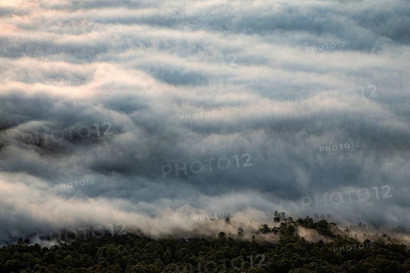 Fog lies like a veil of cotton wool over the forest and treetops