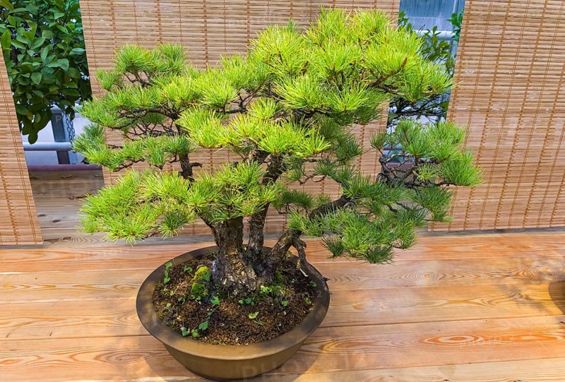 Bonsai, Japanese white pine (Pinus parviflora) . Age, about 70 years. Exhibition of Bonsai in Aptekarsky Ogorod (a branch of the Botanical Garden of Moscow State University), Moscow, Russia, November 2017, Europe