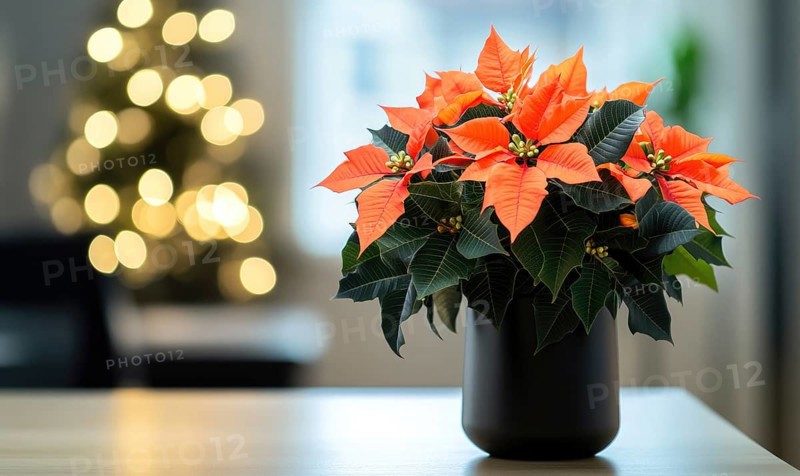A small vase of orange poinsettias sits on a table. The vase is black and the flowers are bright orange. The table is surrounded by a Christmas tree and a potted plant. The scene is cozy and festive AI generated