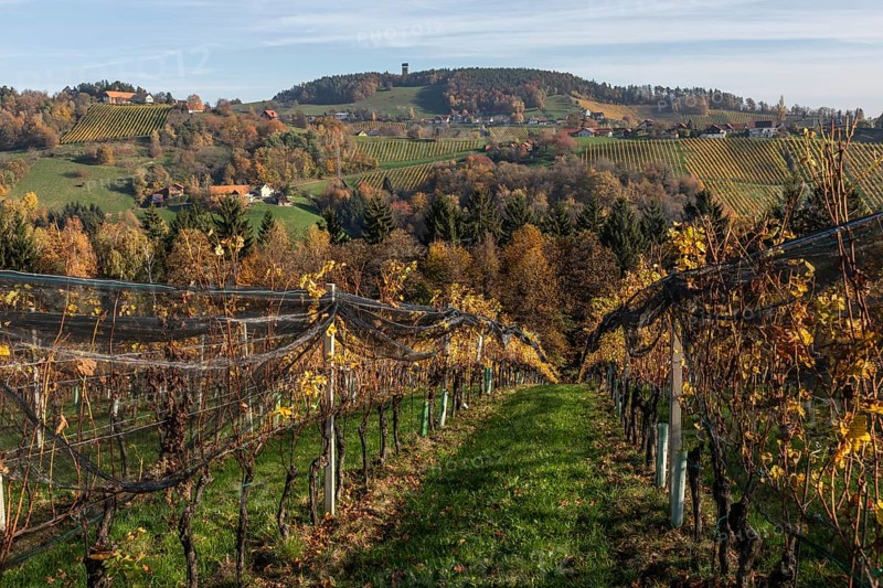 Autumn atmosphere, hilly landscape and vineyard with foliage colouring, behind Demmerkogel with lookout point, St. Andrä-Höch, Sausal, Styria, Austria, Europe