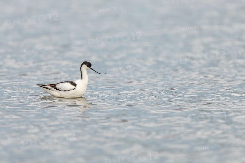 Pied Avocet (Recurvirostra avosetta) in a Camargue pond. Saintes Maries de la Mer, Parc naturel regional de Camargue, Arles, Bouches du Rhone, Provence Alpes Cote d'Azur, France, Europe