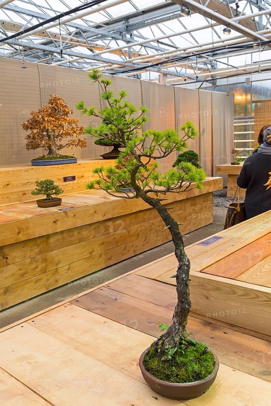 Bonsai, Japanese white pine (Pinus parviflora) . Age, about 30 years. Exhibition of Bonsai in Aptekarsky Ogorod (a branch of the Botanical Garden of Moscow State University), Moscow, Russia, November 2017, Europe