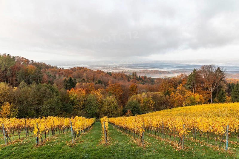 Morning atmosphere at the vineyard, fog drifts over wooded hills in the valley, St. Andrä-Höch, Sausal wine country, Styria, Austria, Europe