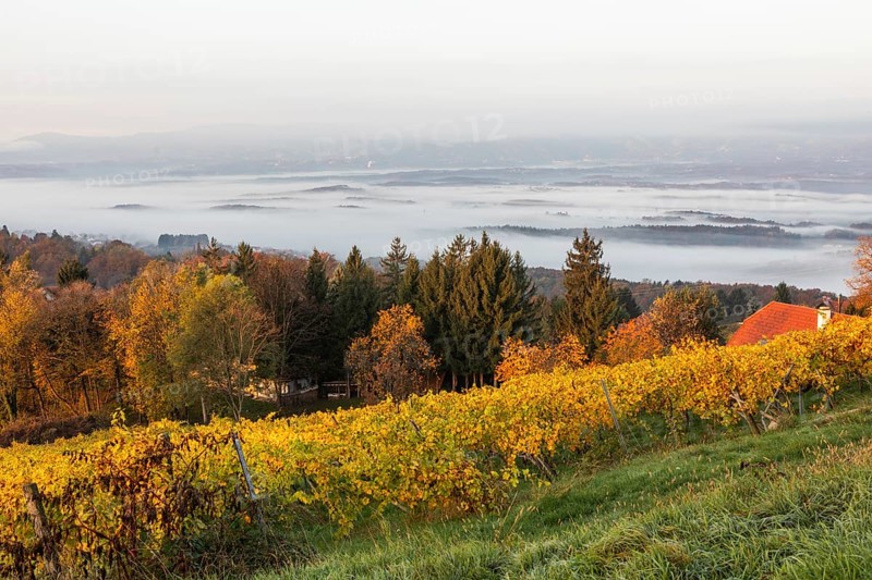 Morning atmosphere at the vineyard, fog drifts over wooded hills in the valley, St. Andrä-Höch, Sausal wine country, Styria, Austria, Europe