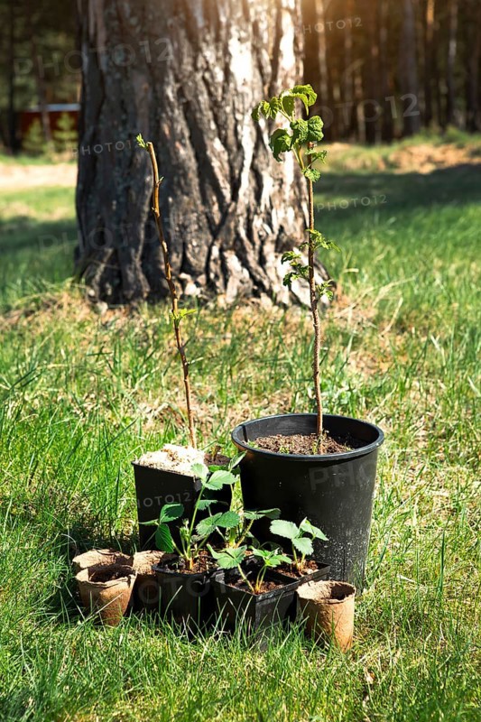 Strawberry, raspberries, currants seedlings in peat glasses on the grass, ready to plant in the garden. Preparation for planting, growing natural berries in the garden bed