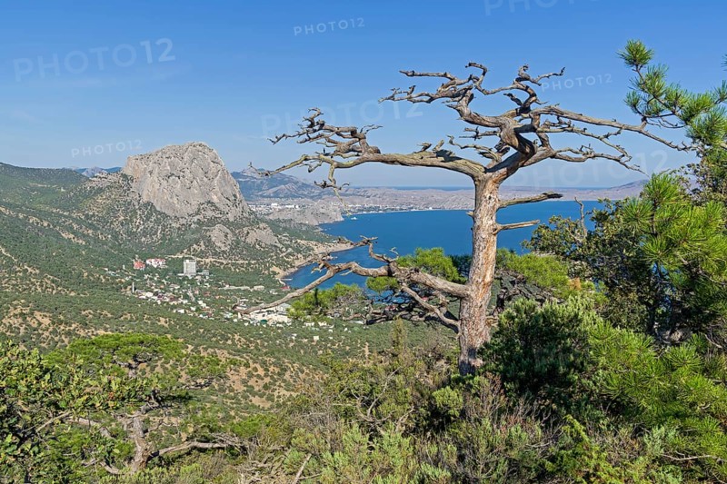 Dead relic pine on a mountain slope. Sunny summer day. Novyy Svet, Crimea