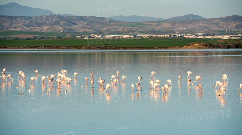 Group of beautiful flamingo birds with reflections, walking at the Salt lake of Larnaca in Cyprus