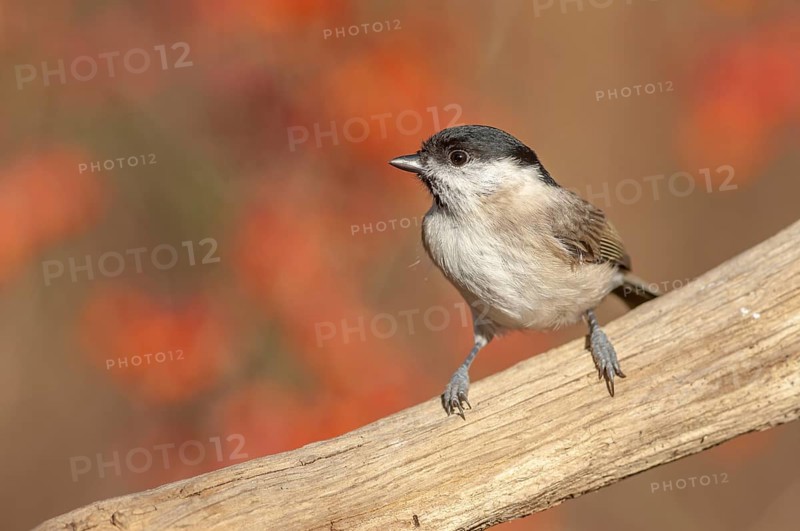 Marsh Tit (Poecile palustris) perched on a branch in the forest. Alsace, France, Europe