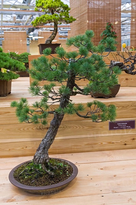 Bonsai, Japanese white pine (Pinus parviflora) . Age, about 70 years. Exhibition of Bonsai in Aptekarsky Ogorod (a branch of the Botanical Garden of Moscow State University), Moscow, Russia, November 2017, Europe