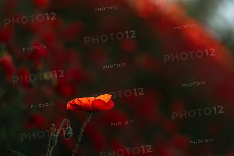 Red poppies blooming in spring. Kaiserstuhl, Emmendingen, Fribourg-en-Brisgau, Bade-Wurtemberg, Germany, Europe
