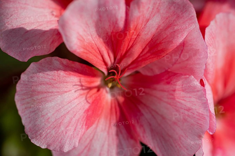 Flower petals Pelargonium zonale Willd. Macro photography of beautiful pink color petals, causing pleasant feeling from viewing photos. Soft, selective focus of blooming plant