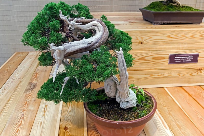 Bonsai, Chinese juniper (Juniperus chinensis) . Age, about 100 years. Exhibition of Bonsai in Aptekarsky Ogorod (a branch of the Botanical Garden of Moscow State University), Moscow, Russia, November 2017, Europe