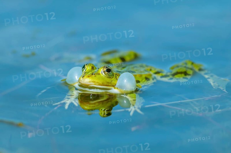 Marsh frog (Rana ridibunda) in a pond in spring. Black-headed frog (Rana ridibunda) in a pond in spring. Frog emitting its bass sound by inflating its vocal sacs. France