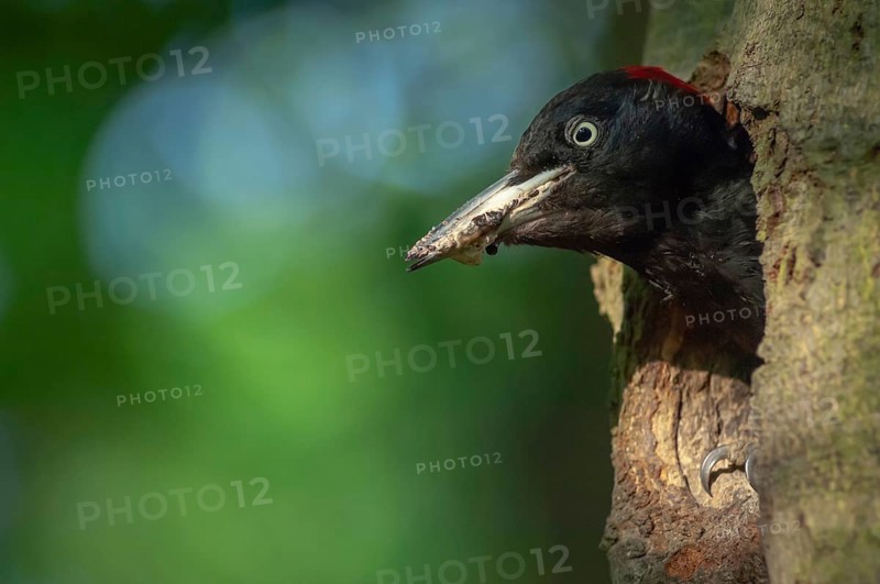 Black Woodpecker (Dryocopus martius) cleaning the nest to protect her chicks. Alsace, France, Europe