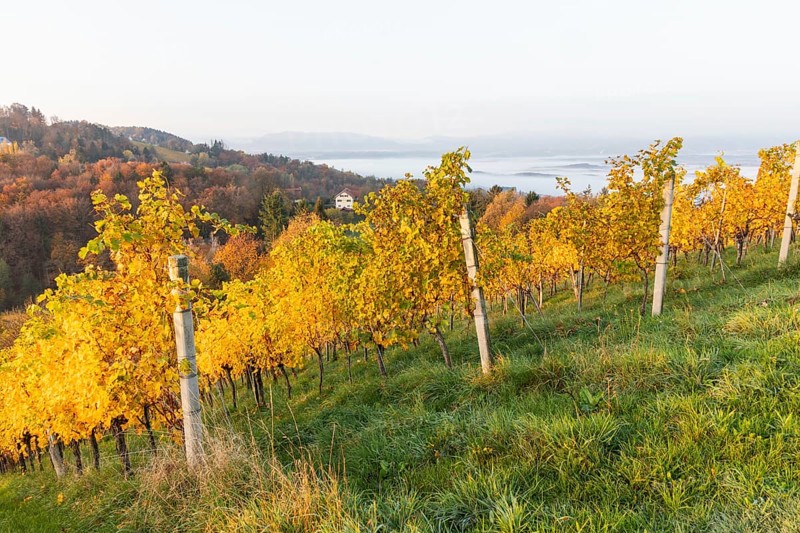 Morning atmosphere at the vineyard, fog drifts over wooded hills in the valley, St. Andrä-Höch, Sausal wine country, Styria, Austria, Europe