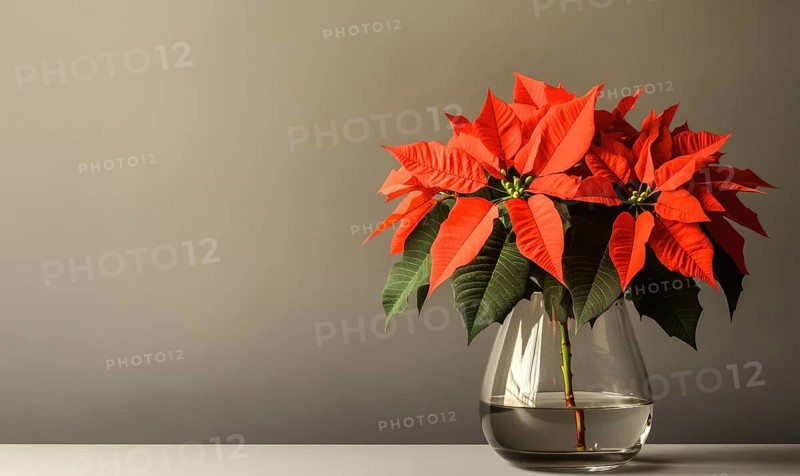 A vase of red poinsettias sits on a table. The vase is clear and filled with water, and the flowers are bright and vibrant. Concept of warmth and cheerfulness AI generated