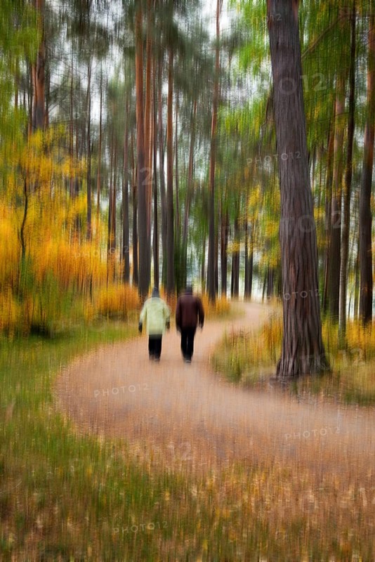 Unrecognized people walking in the forest in Autumn season. Trees with dry yellow leavesKuopio Finland