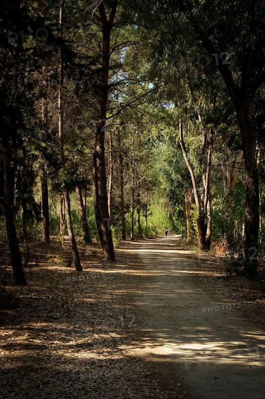 Unrecognised active person walking in the park. Healthy lifestyle. People exercising outdoors