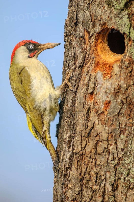 Green woodpecker (Picus viridis) male in breeding plumage on a tree trunk near its nest. Bas-Rhin, Collectivite europeenne d'Alsace, Grand Est, France, Europe
