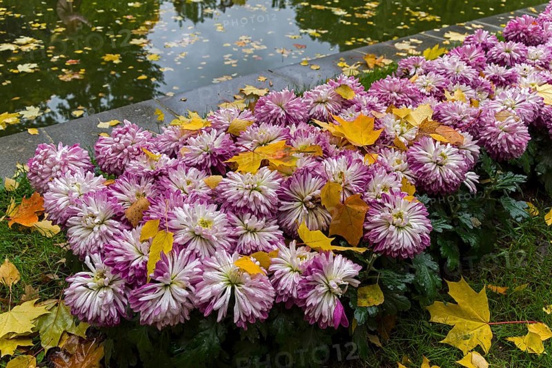 Fallen yellow leaves in a flower bed with flowering chrysanthemums