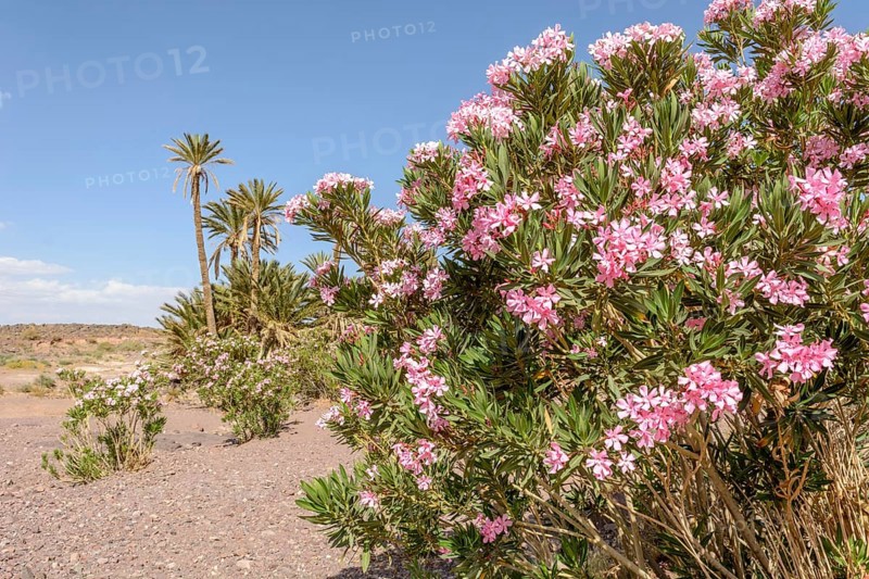 Plant oasis of palm trees and oleander in a stone desert in Morocco. Dry and mineral landscape