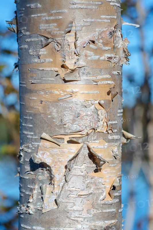 Fragment of birch tree trunk with flaky birch bark on autumn background in sunny weather. Natural wild environmental concept. Close-up view of birch plant