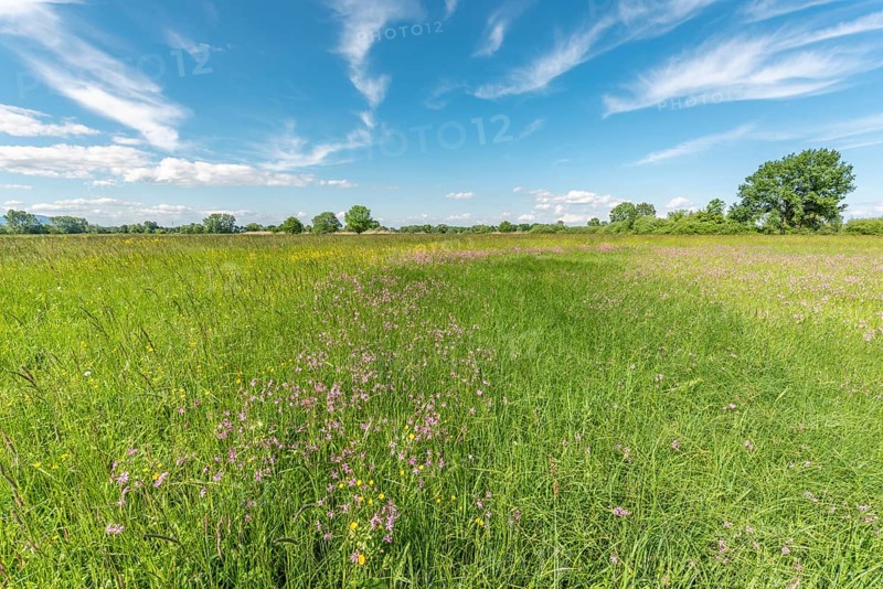 Natural meadow with pink spring flowers. Alsace, France, Europe