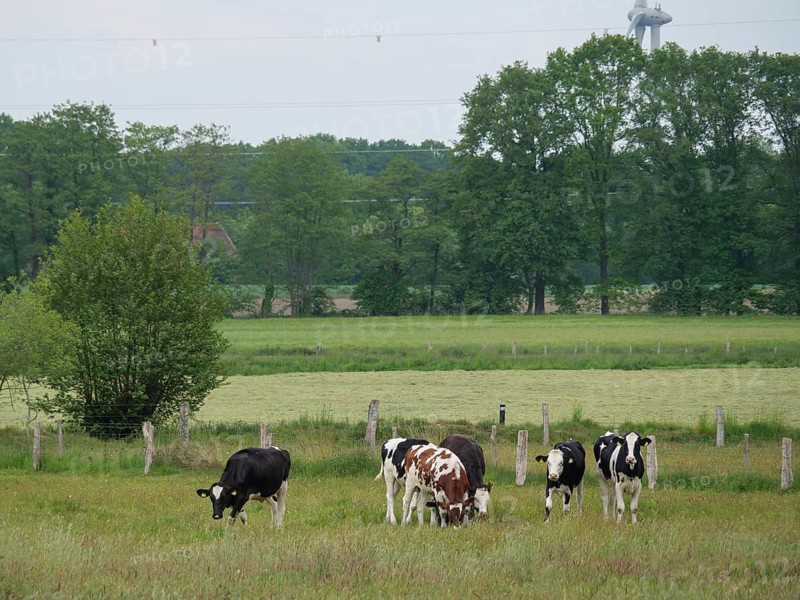 A group of cows grazing peacefully on a wide pasture, velen, münsterland, germany