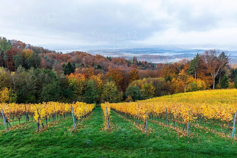 Morning atmosphere at the vineyard, fog drifts over wooded hills in the valley, St. Andrä-Höch, Sausal wine country, Styria, Austria, Europe