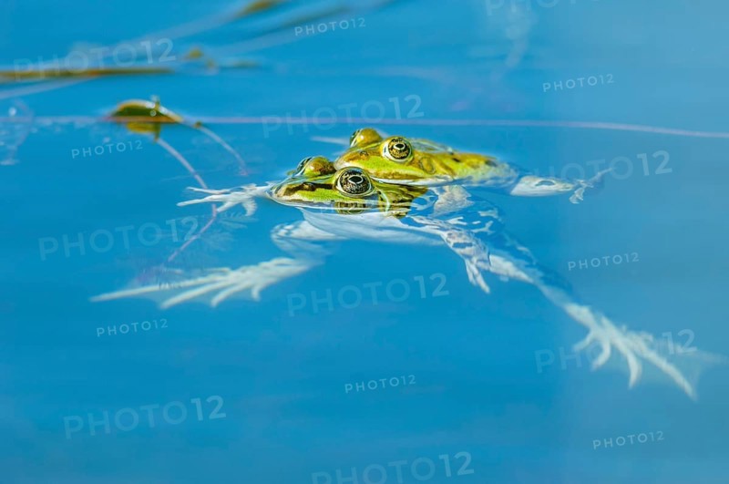 Marsh frog (Rana ridibunda) in a pond in spring. France