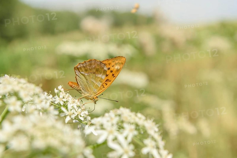 Silver-washed fritillary butterfly (Argynnis paphia) on a flower. Alsace, France, Europe