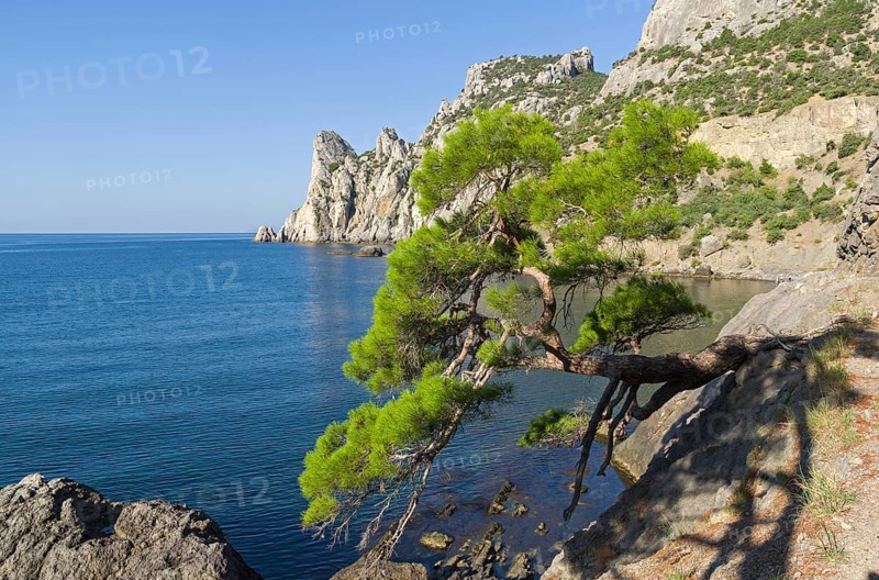 Relict pine from the remnants of the Golitsyn Trail leading from the Novyy Svet to the Royal beach. Sunny summer morning. Crimea