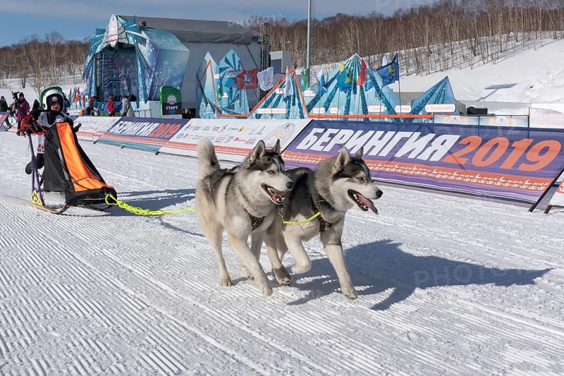 PETROPAVLOVSK KAMCHATSKY CITY, KAMCHATKA PENINSULA, RUSSIAN FAR EAST, FEBRUARY 21, 2019: Running husky dog sled young musher through stadium. Kamchatka Kids Competitions Dog Sled Race Dyulin Beringia